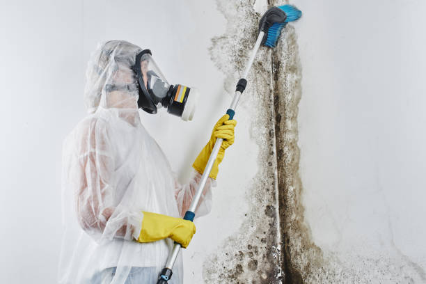 Professional Mold Remediation in Brookfield, WI