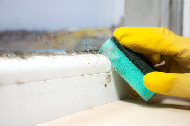 Best White Mold Remediation in Brookfield, WI